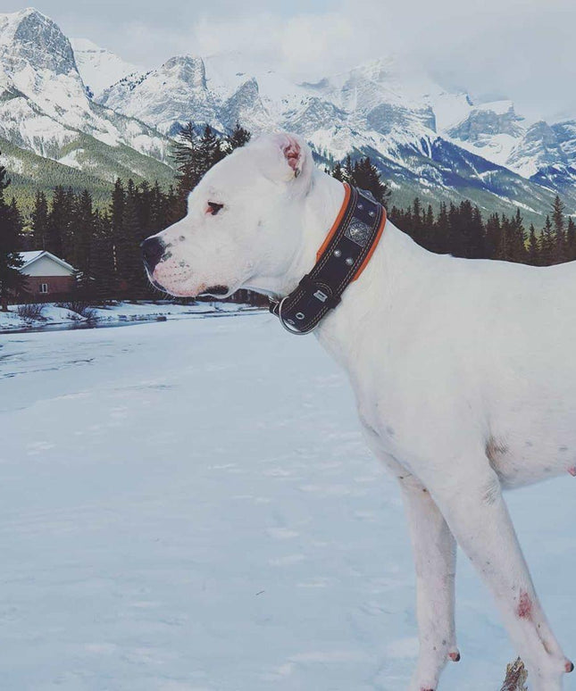 The "Eros" collar 2.5 inch wide black & orange-3