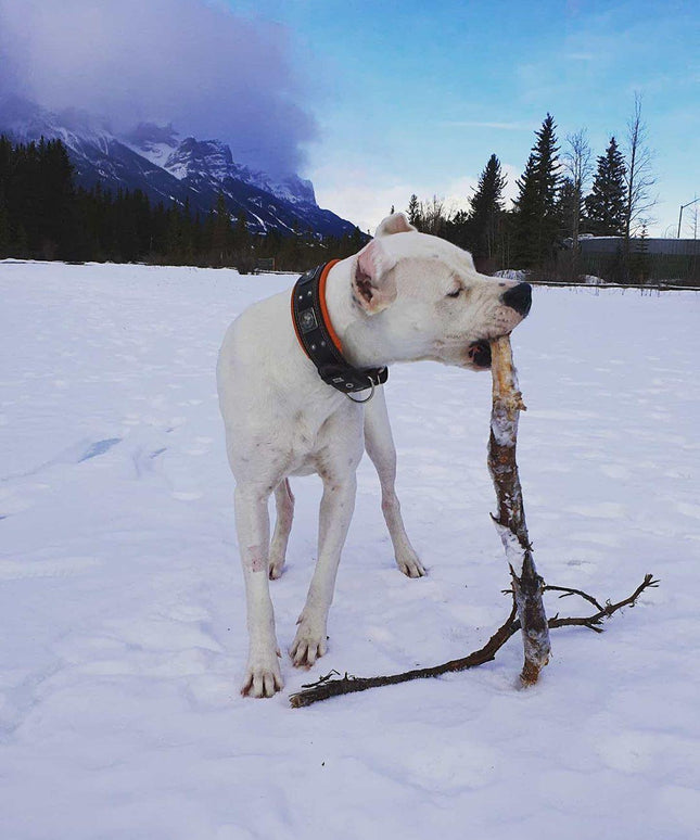The "Eros" collar 2.5 inch wide black & orange-4