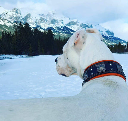 The "Eros" collar 2.5 inch wide black & red-4
