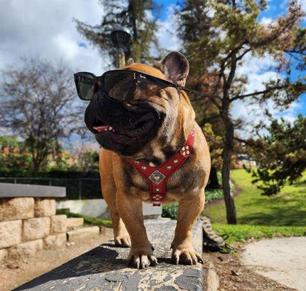 The ''Eros'' harness Black & Orange Small to Medium Size-3