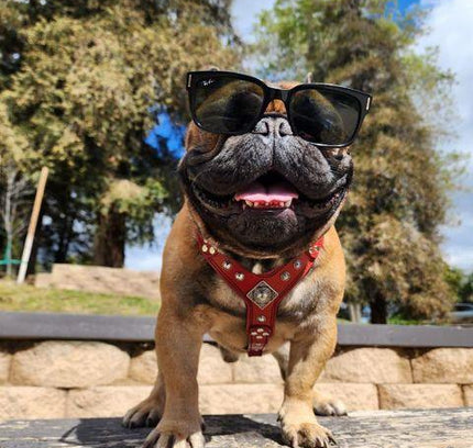 The ''Eros'' harness Black & Orange Small to Medium Size-2