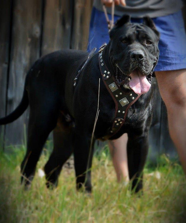 The "Eros" harness black & red-2