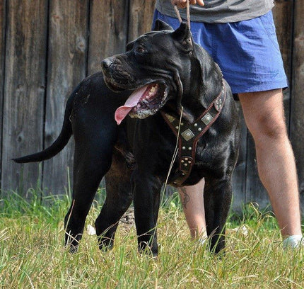 The "Eros" harness black & red-1
