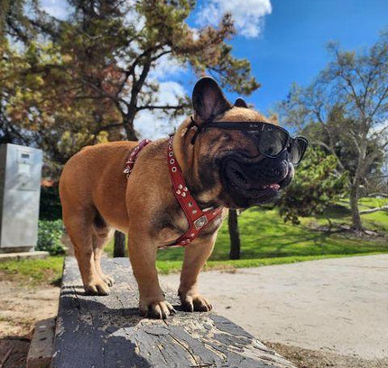 The ''Eros'' harness Black & Red Small to Medium Size-3