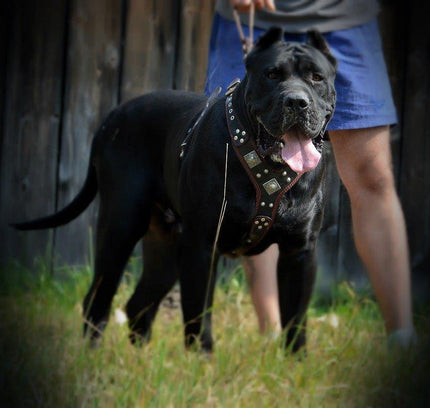 The "Eros" harness brown-1