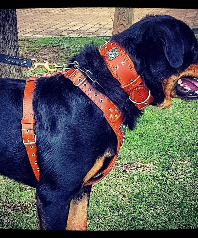 The "Eros" harness brown-3