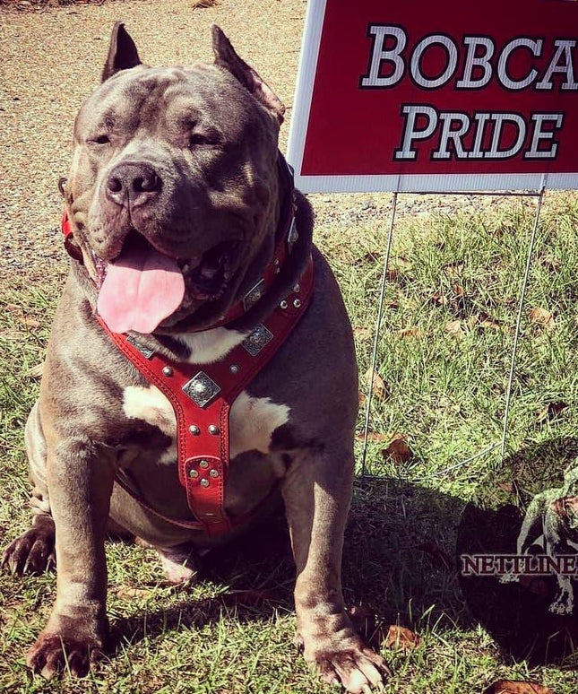 The "Eros" harness RED-2