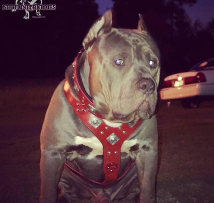 The "Eros" harness RED