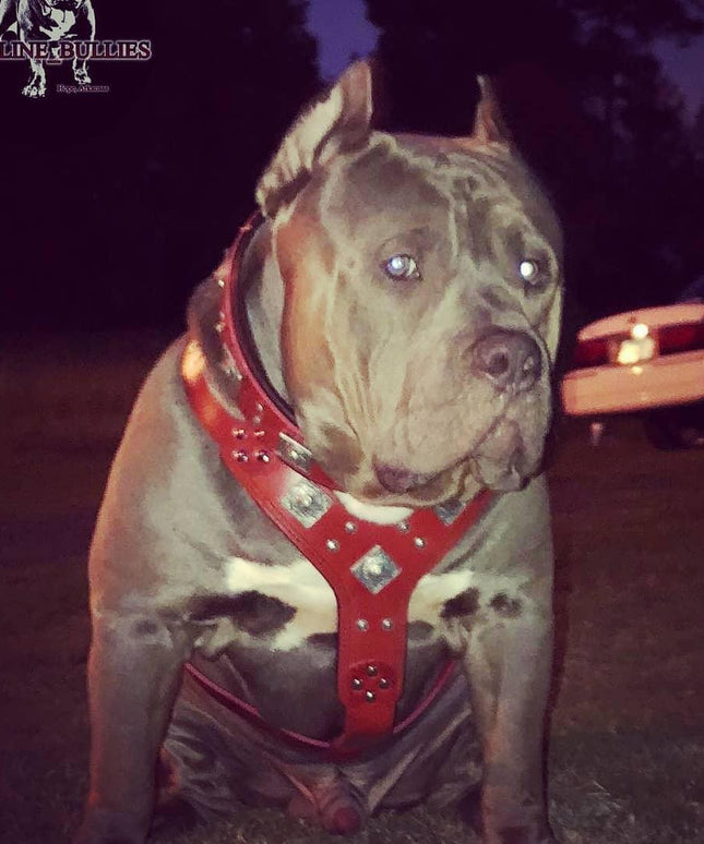 The "Eros" harness RED