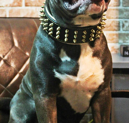 The "Gold Giant" collar-4