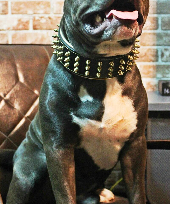 The "Gold Giant" collar-4