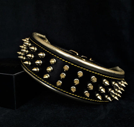 The "Gold Giant" collar-0