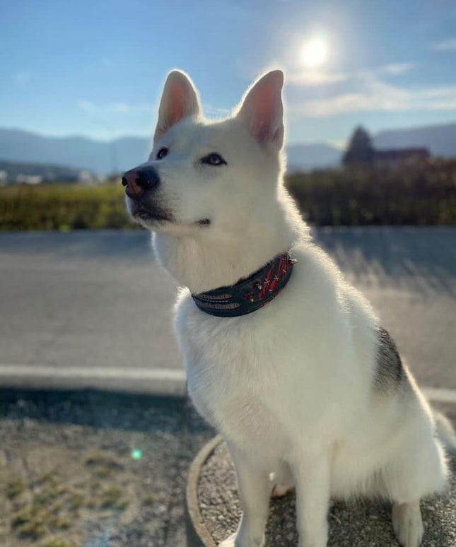 The "Haunted'' collar LIMITED-4