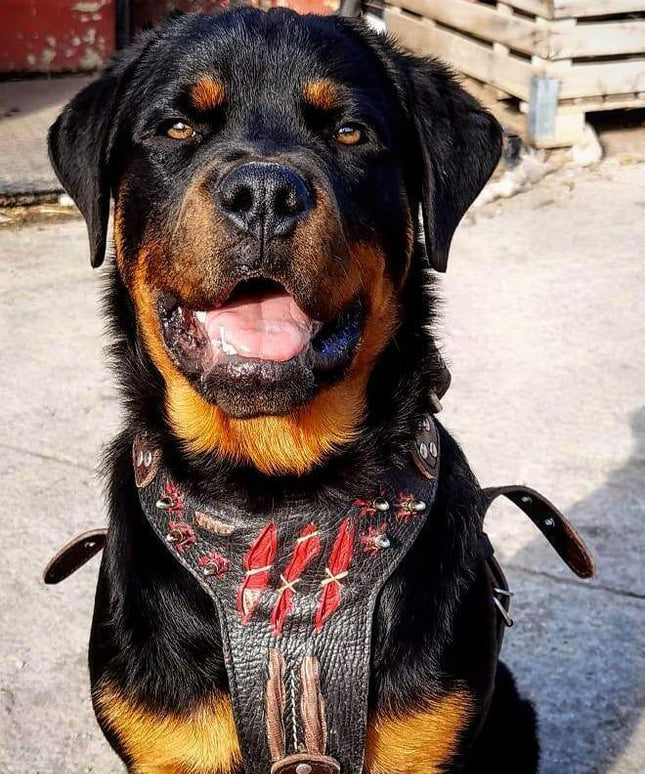 The ''Haunted'' harness LIMITED-2