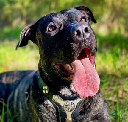 The "Hektor" harness