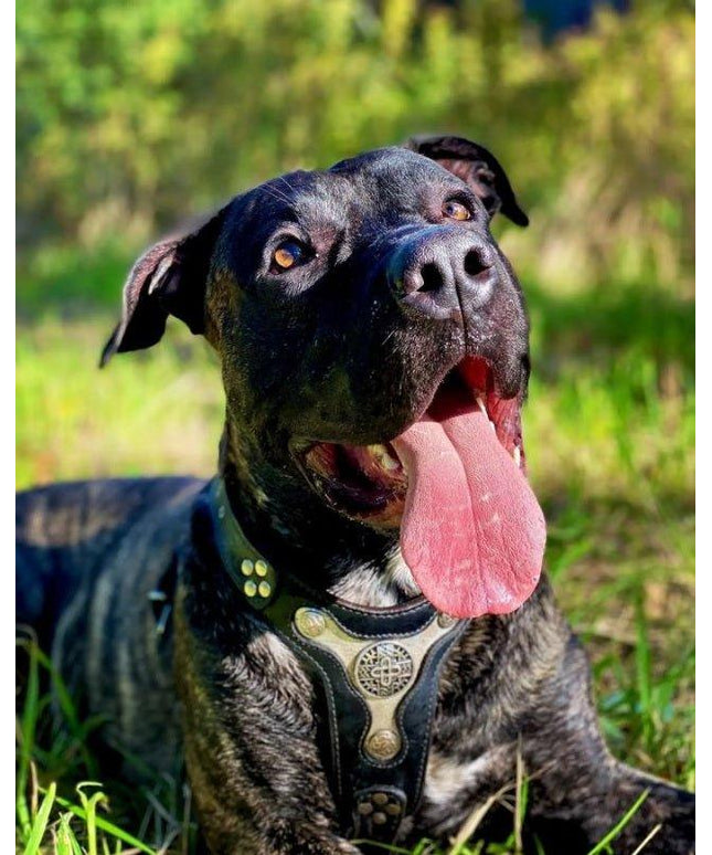 The "Hektor" harness