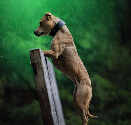 The "Korona" collar BLACK EDITION-3