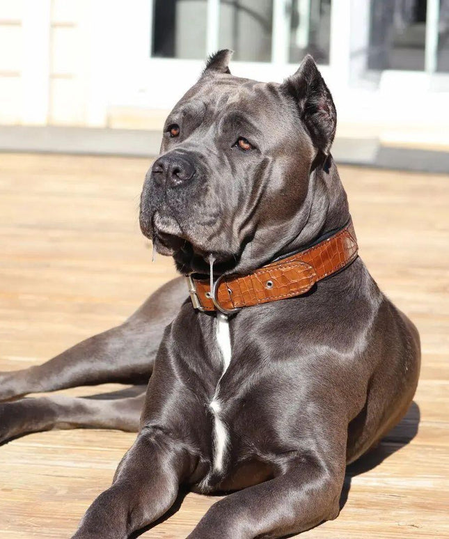 The "Korona" collar BROWN-2