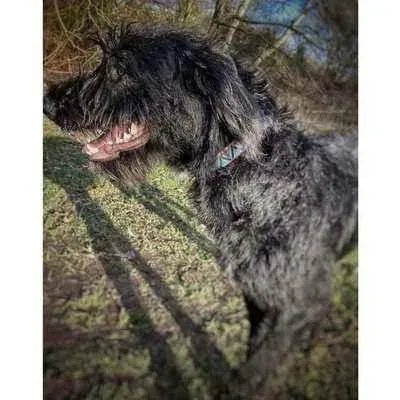 "The Maddy" Durable Designer Dog Lead by Finnigan's-2