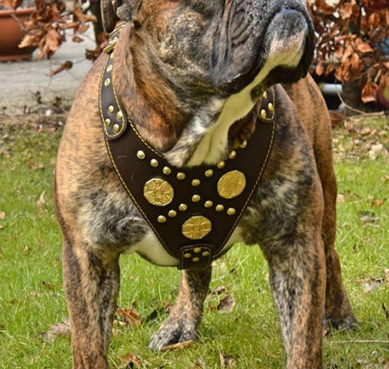 The "Maximus" brown harness