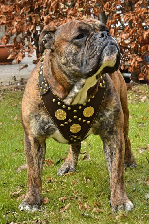 The "Maximus" brown harness