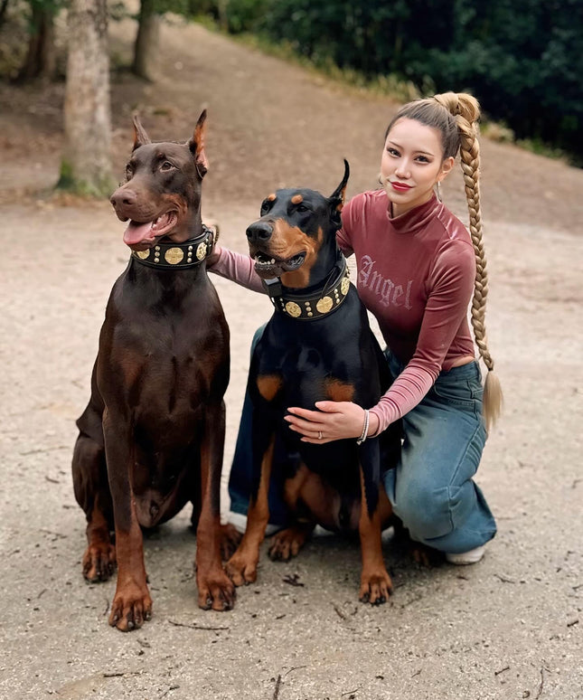 The "Maximus" collar 2.5 inch wide black & gold-1