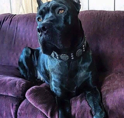 The "Maximus" collar 2.5 inch wide black & silver-2