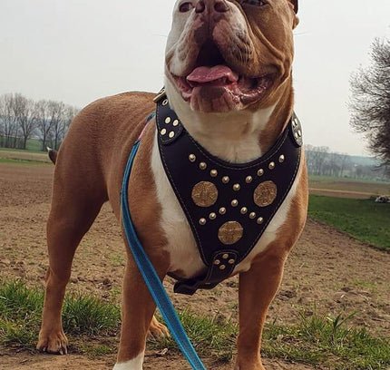 The "Maximus" harness black & gold-1