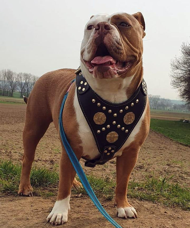 The "Maximus" harness black & gold-1