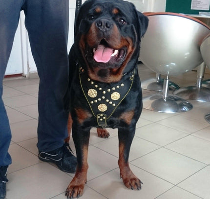 The "Maximus" harness black & gold-2