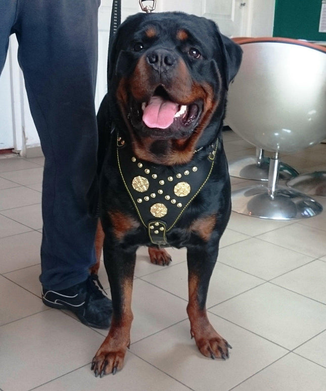 The "Maximus" harness black & gold-2