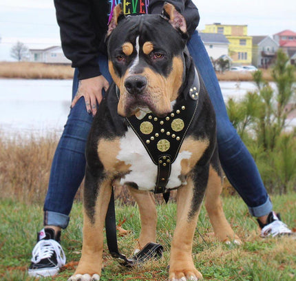 The "Maximus" harness black & gold-3