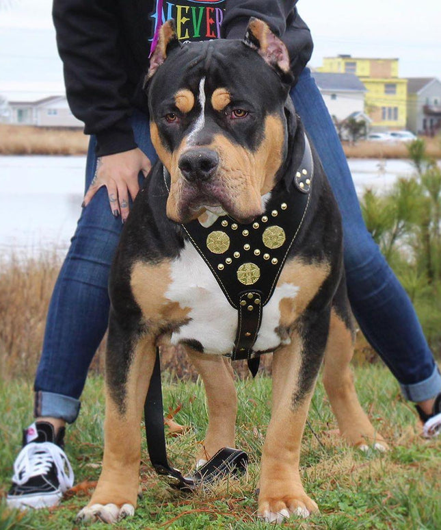 The "Maximus" harness black & gold-3