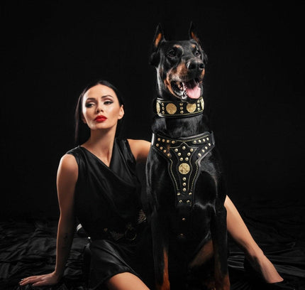 The "Maximus" harness V2-1