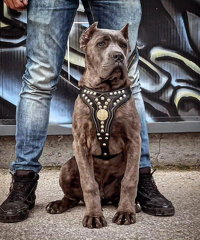 The ''Maximus'' harness V2 Medium Size-2