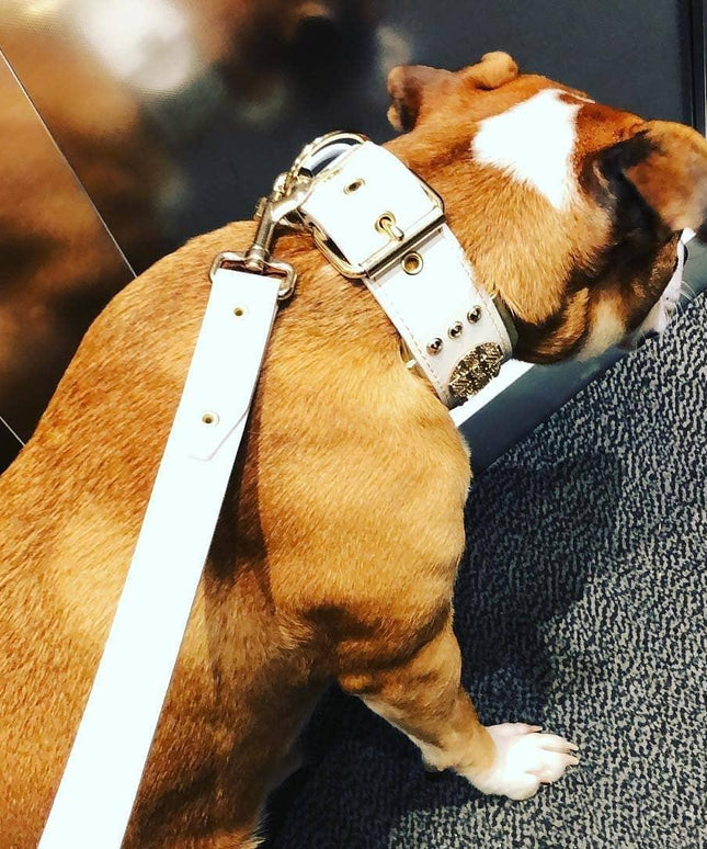 The "Maximus" leash white & gold-3