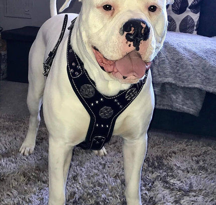 The "Maximus" silver harness-2