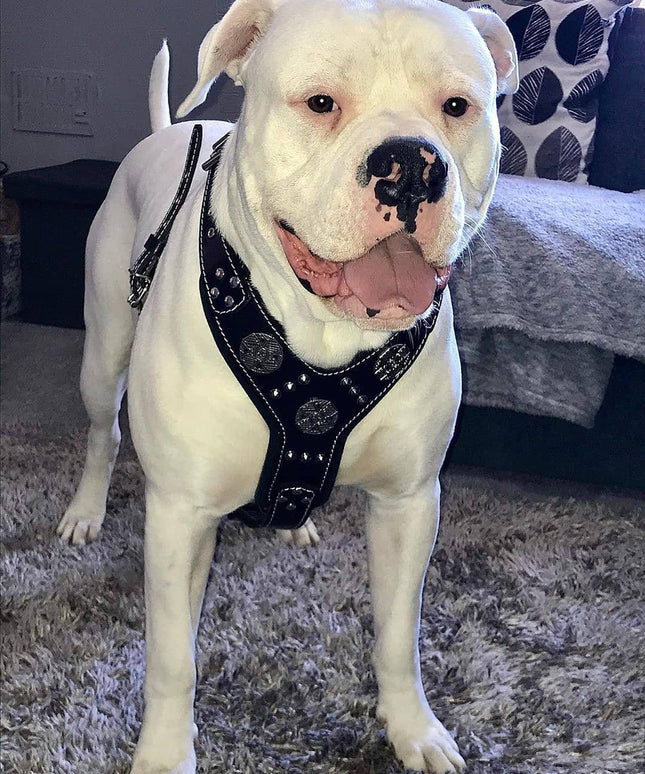 The "Maximus" silver harness-2