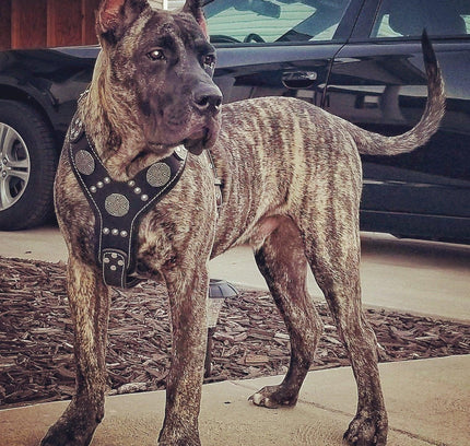 The "Maximus" silver harness-4