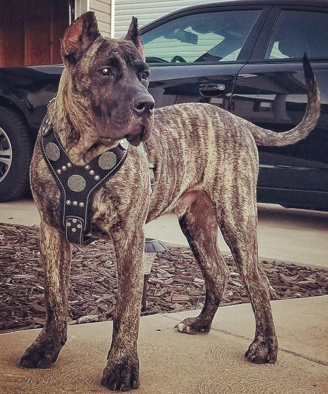 The "Maximus" silver harness-4