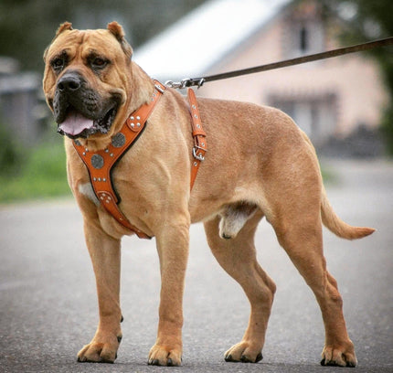 The "Maximus" silver harness-3