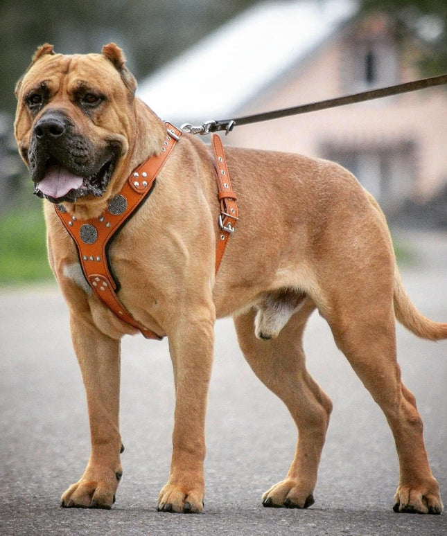 The "Maximus" silver harness-3