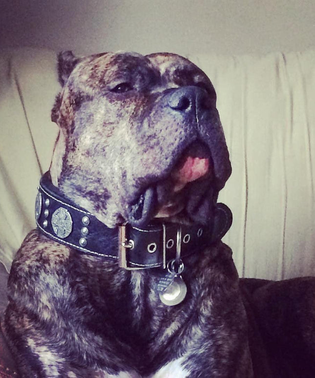 The "Maximus Silver" leash-4