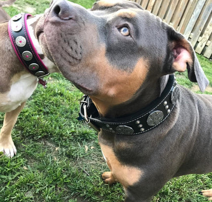 The "Maximus Silver" leash-3