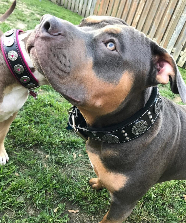 The "Maximus Silver" leash-3