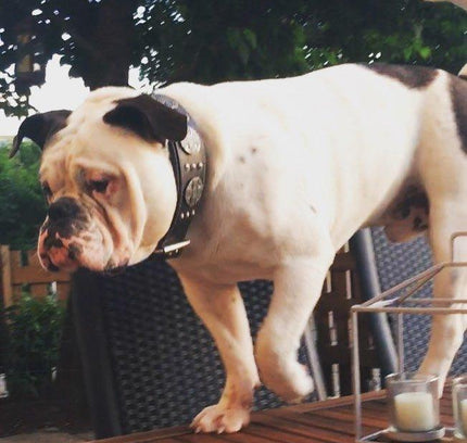 The "Maximus Silver" leash-2