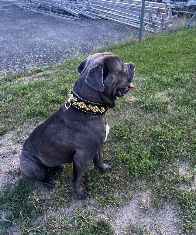 The ''Midas'' Collar Gold-4