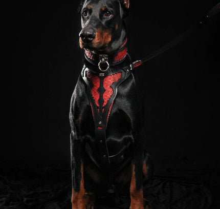 The ''Red Dragon'' collar-3