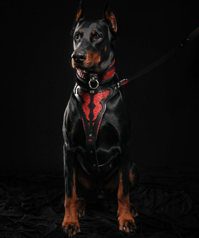 The ''Red Dragon'' collar-3