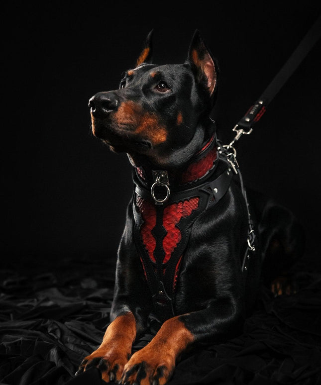 The ''Red Dragon'' collar-2